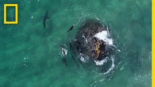 Fur Seals vs. Great White Sharks | Hostile Planet