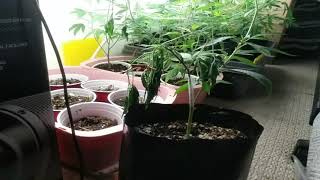 Seedling and clone update
