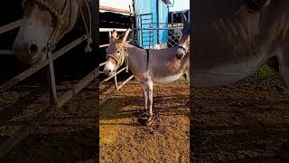 Funniest Donkey Ever Donkey Training the fun way 2095