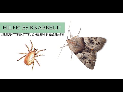 Video: Schlupfwespeneier und -larven - Erfahren Sie mehr über den Lebenszyklus von Schlupfwespen