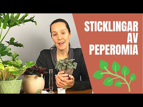 Video: Pilea (48 Bilder): Vård Av En Blomma Hemma, Typer Av Inomhusväxter Småbladiga Och Enbladiga, Peperomia Och Depression, Inslagna Och Norfolk-sort