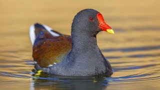 Moorhen Bird Real Hunt Sound Call