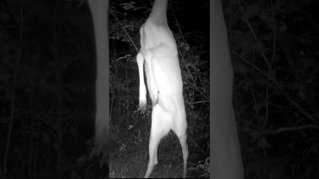 99 nights in the forest...the deer is hungry tonight