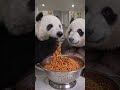 #pets #viral