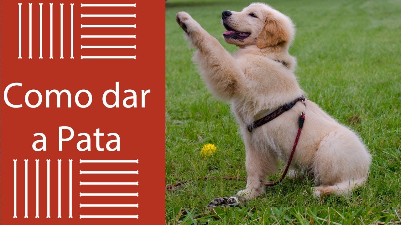 Como Saber Se Meu Cachorro Quebrou A Pata