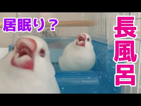 【居眠り危険】長風呂認定！文鳥文ちゃんのタイムアタック　Java sparrow