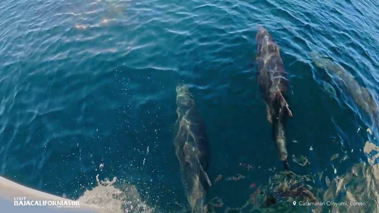 Visit Baja California Sur: Loreto, Mulegé y Santa Rosalía