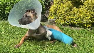 Rekonvalescene - Relaxace Na Zahradě S Čivavou - Americký Pitbulteriér Po Chirurgickém Zákroku I.