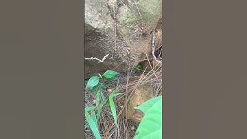 Phát hiện rắn xanh cực độc chui vào trong hang #thothuitv #link