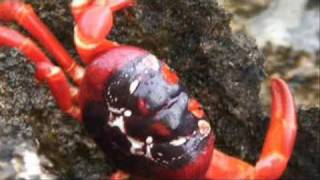 Team FZ Christmas Island Fishing PART-1