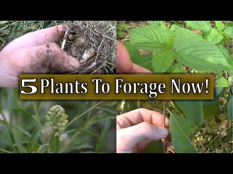 5 BEST Plants