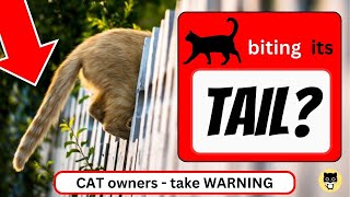 Cat attacking its tail - a WARNING to cat OWNERS
