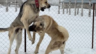 BOZO DURMAYINCA BERAZIN TEPESİ ATTI. İKİ BERAZDA BOZUYA YETER DEDİ. 