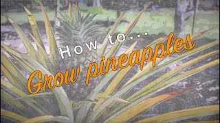 How to grow pineapples by Adam Woodhams 2,593 views 3 years ago 4 minutes, 51 seconds