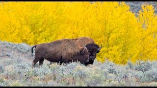 Bench work to bison: A Journey Through Graduate School and Academia