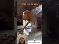 Lion eats dinner jumps at man Leo season @McDonald_family #youtubeshorts #viralvideo #shortvideo