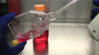 Serological Pipetting - Bubble Removal