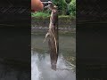 Japanese Catfish💥 #fishing #catfish