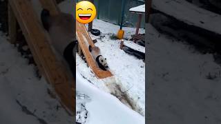 Panda Funny video compilation 🐼🤣 || #funny #shorts #foryou #cutepanda #song @lifeinmotion_hh