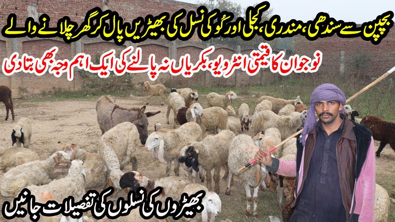Sheep Farming 2020 VS Goat Farming 2020 | Sindhi Sheep Farming | Kajla Sheep Farming in Pakistan