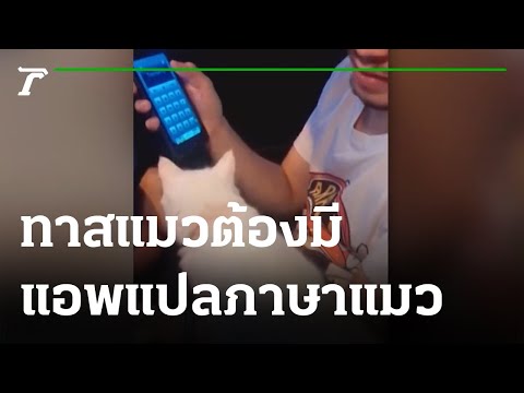 ไวรัลมาแรง แอพแปลภาษาแมวสุดจ๊าบ | 20-09-64 | ข่าวเช้าหัวเขียว