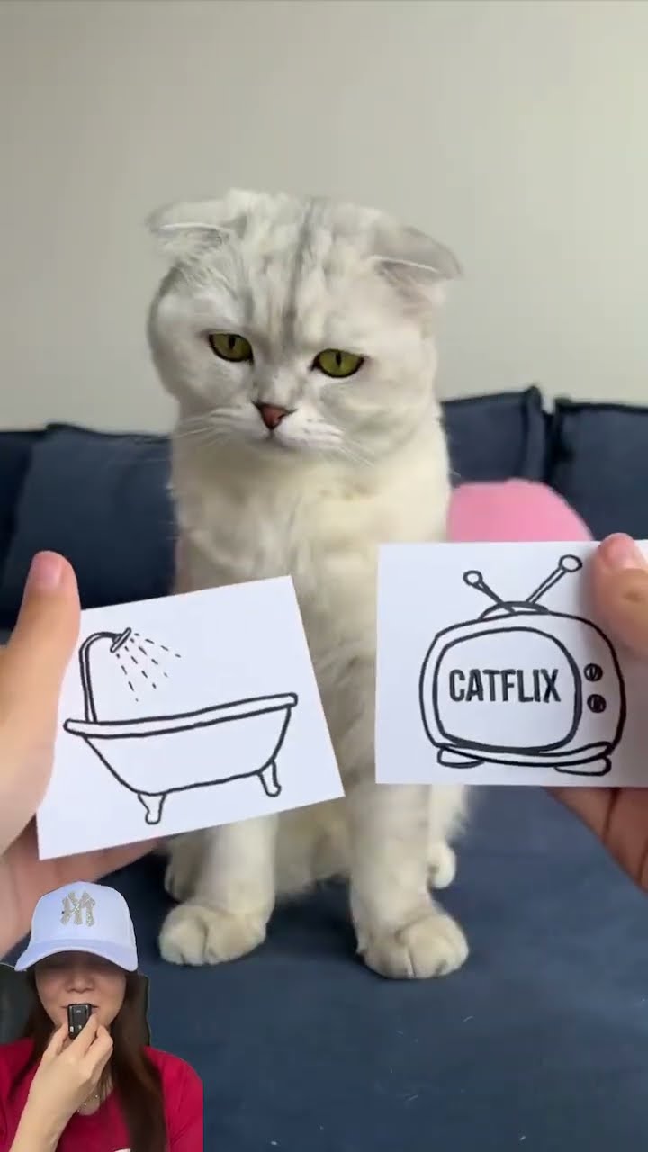 MEOW PILIH KANAN KIRI ⁉️ADA LOBSTER MANDI NONTON ??#shorts #funny #dubbing