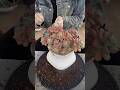 Very Simple How To Growing & repotting Succulent Plants For The Beginners | 多肉植物 | 다육식물 #978