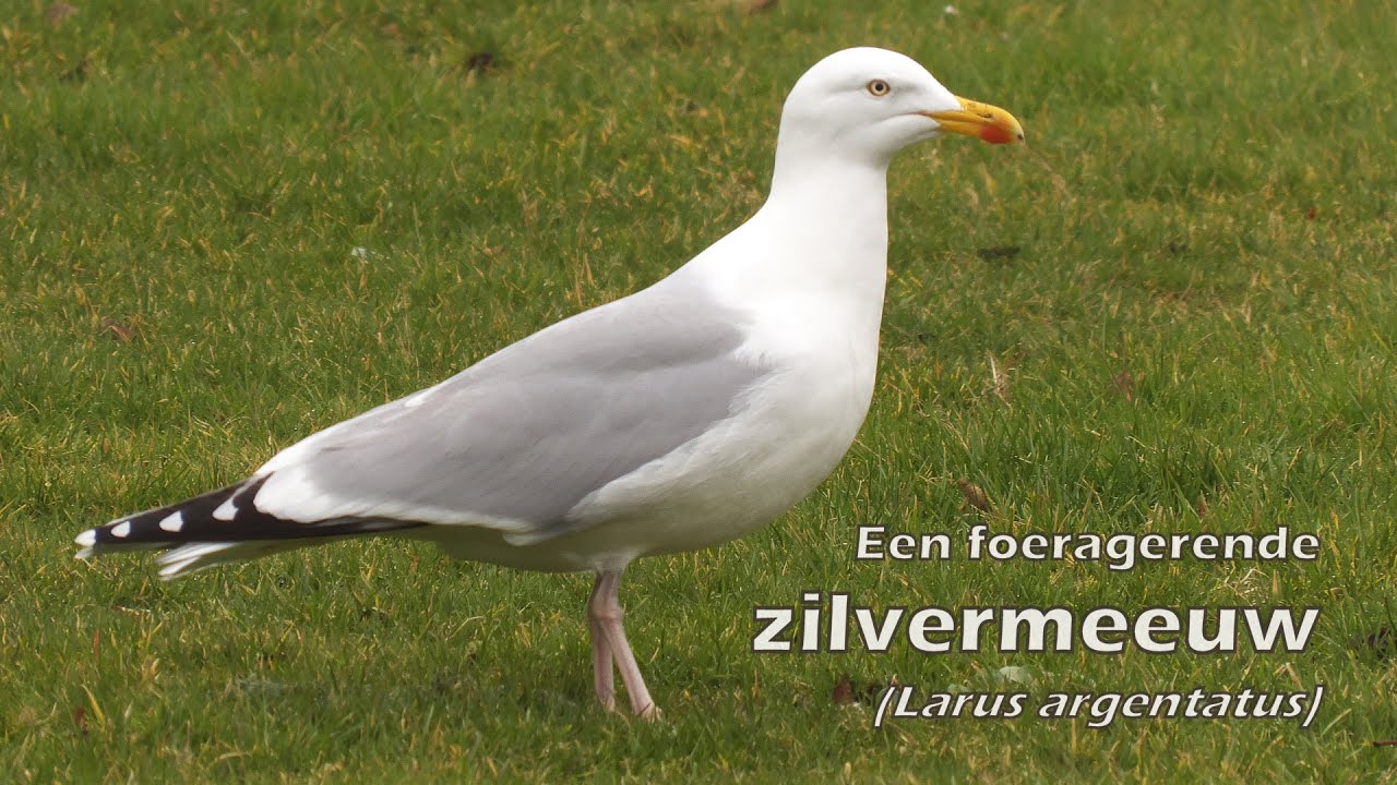 Een foeragerende zilvermeeuw (Larus argentatus) - European herring gull