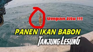 Download Lagu Teruji‼️Umpan Andalan Di Jamin Strike Ikan Babon Tanjung Lesung MP3