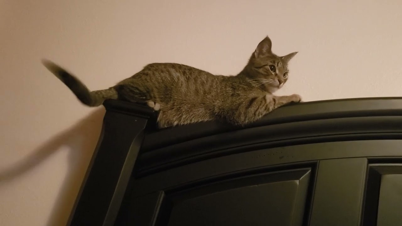 Maynard is comfy in a precarious position