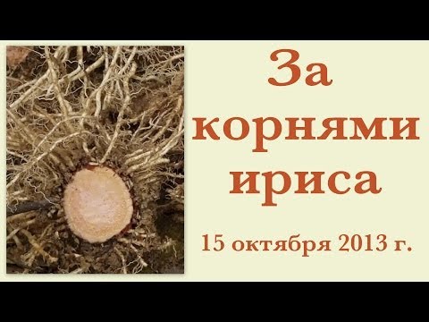 Вопрос: Как выглядит ирис Прага?