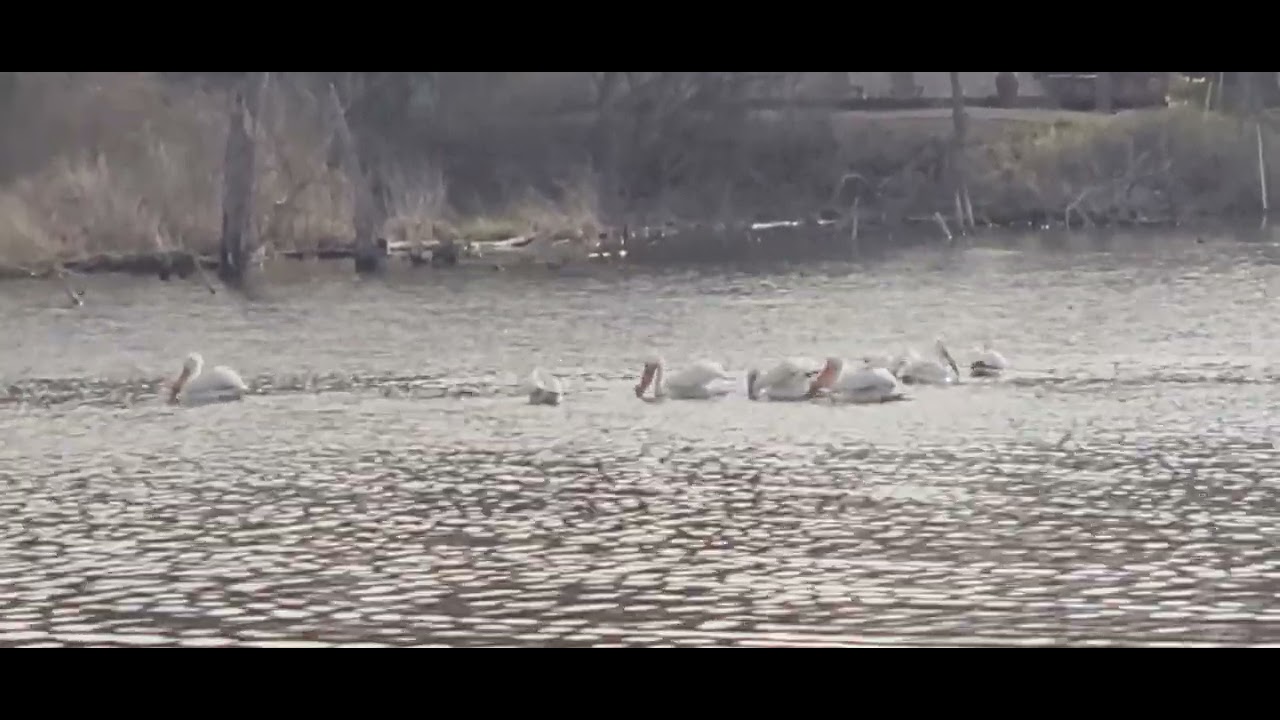 White Pelicans at Celery Bog YouTube