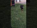 Tips with Rocco the Rottweiler on keeping your trees warmer during spring time.