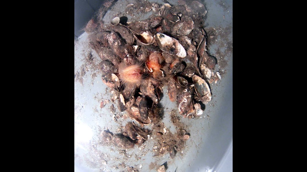 Limaria hians nesting time lapse 1