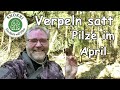 Verpeln satt - Pilze suchen Mitte April - tolle Funde