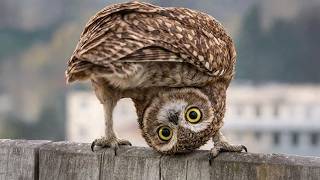 Owls Are So Funny And Seriously Underrated