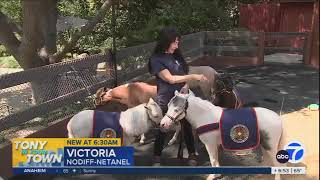 ABC7: Mini Therapy Horses Bring Joy and Healing to LAFD