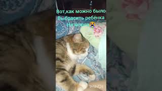 ВОТ ТАК ПОЖИВАЕТ СПАСЁННАЯ МУРОЧКА🐈🐾