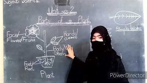 Class 3rd - Science Unit (2,3) - Assignments for Copy # 03 - HSS