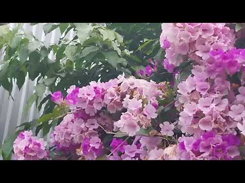 @ MÙA HOA TỎI NỞ RỘ ❤️❤️❤️👌👌👌