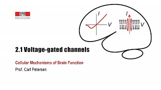 2.1 Voltage-gated channels
