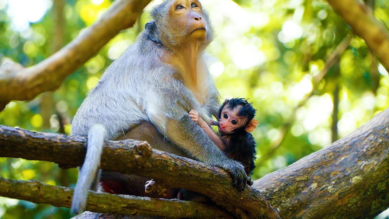 Добрая обезьянка Цзин с очаровательным новорожденным детенышем обезьянки ____ Детеныш обезьянки п...