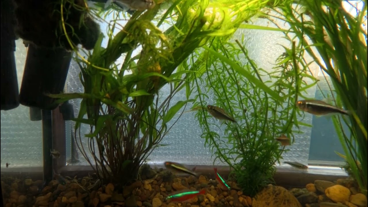 Аквариум с неонами