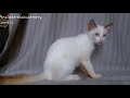 Cute Thai Cat の動画、YouTube動画。
