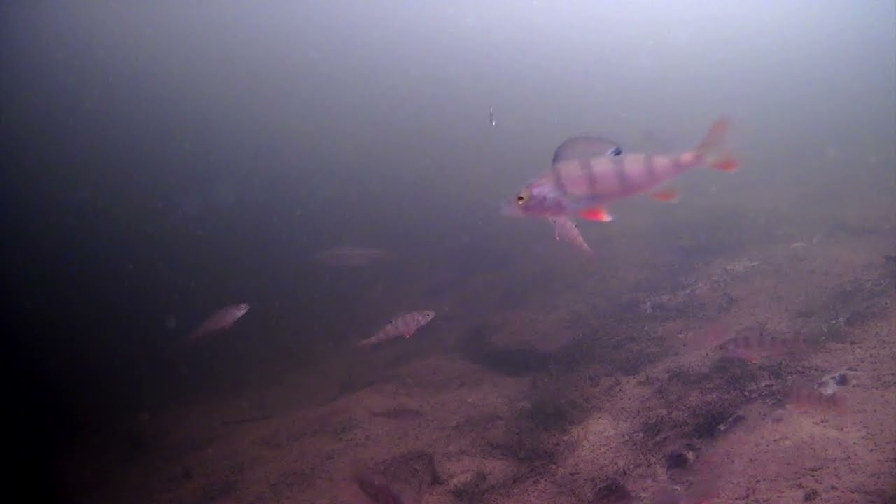 Первые записи подводной камеры