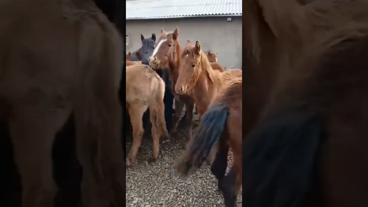 ‪+7 705 169 7616‬ ☎️