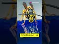 Why people hate wasp but love bees #bees #biology #nature #wasp