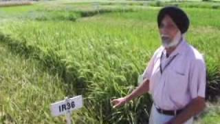 Historical Rice Varieties Of The International Rice Research Insute