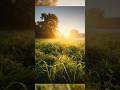 SONNENAUFGANG mit Bodennebel fotografieren #fotografie #natur #photography