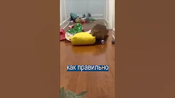 Бобер не умеет строить  плотины
